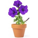 Maceta para plantar petunias