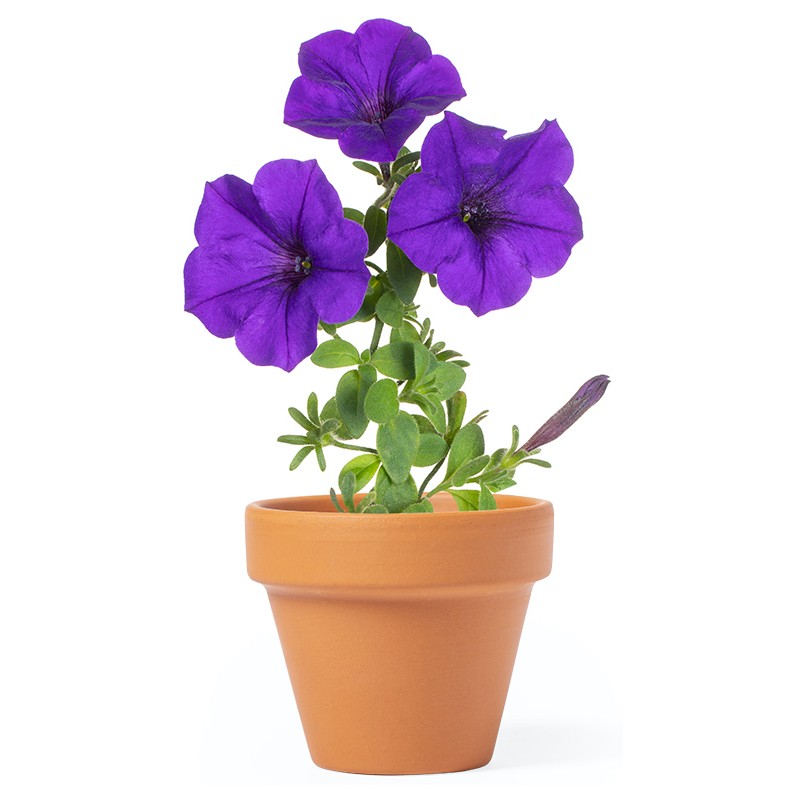 Maceta para plantar petunias