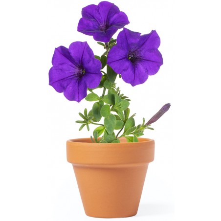 Maceta para plantar petunias