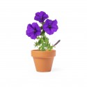 Maceta para plantar petunias