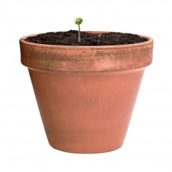 Capsula semillas biyok