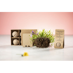 Capsula semillas biyok